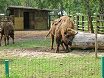 Estonia. Tallinn Zoo