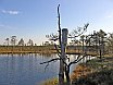 Estonia. Viru Bog Nature Trail