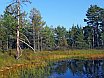 Estonia. Viru Bog Nature Trail