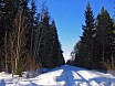 Лесная дорога от Городенка к реке Поруни. Но мы не на джипе, потому поворачиваем назад