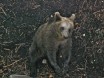 Зоопарк в музее Skansen. Медвежонок