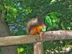 В музее Skansen. Белка с орехом