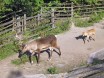 Зоопарк в музее Skansen. Так вот ты какой - северный олень !