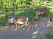 Зоопарк в музее Skansen. Так вот ты какой - северный олень !